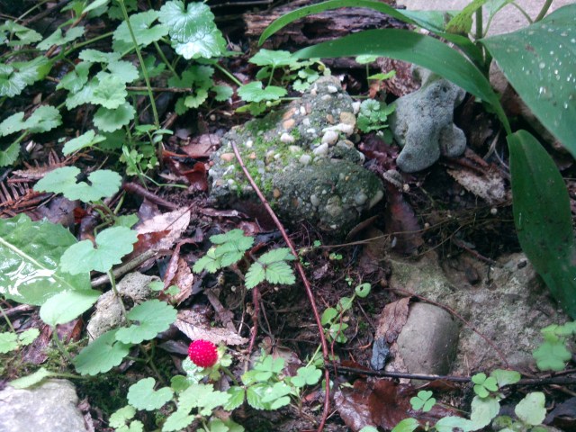 How Does Your Garden Grow?